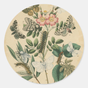 Stages of Butterfly Life by Vision Studio Classic Round Sticker
