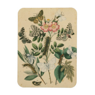 Stages of Butterfly Life by Vision Studio Magnet