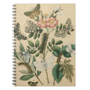 Stages of Butterfly Life by Vision Studio Notebook
