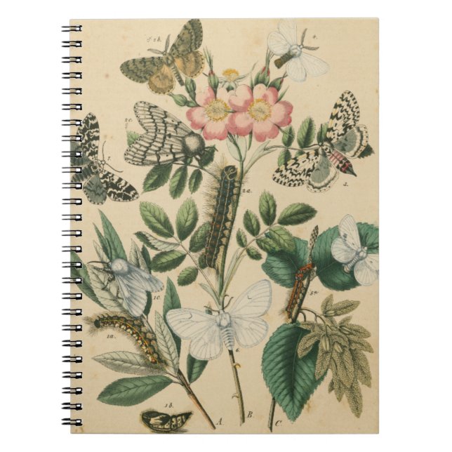 Stages of Butterfly Life by Vision Studio Notebook (Front)