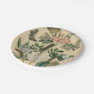 Stages of Butterfly Life by Vision Studio Paper Plate