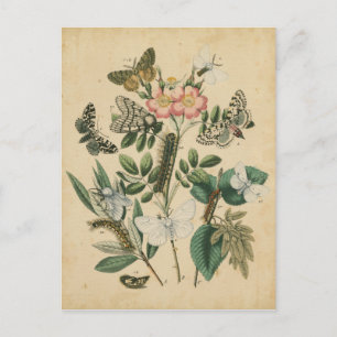 Stages of Butterfly Life by Vision Studio Postcard