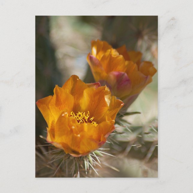 Staghorn Cholla Cactus Blossoms Postcard (Front)