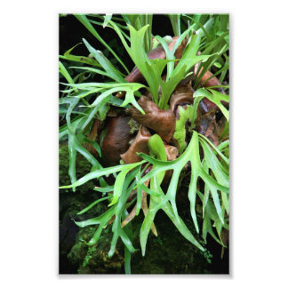 Staghorn Fern Photo Print