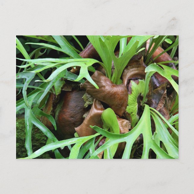Staghorn Fern Postcard (Front)