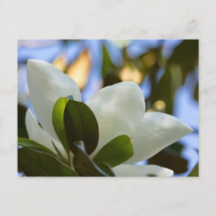 Stained Glass Sky Southern Magnolia Gifts Apparel Postcard