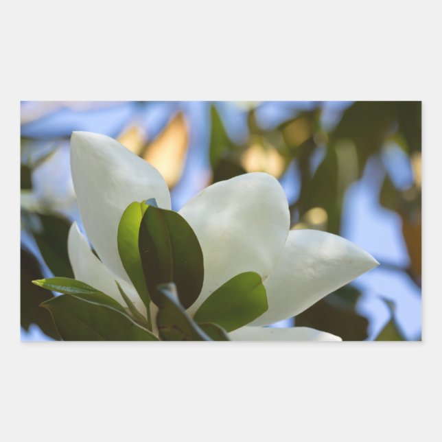 Stained Glass Sky Southern Magnolia Gifts Apparel Sticker (Front)