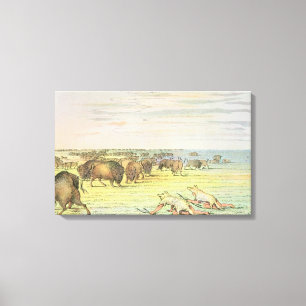 Stalking buffalo canvas print