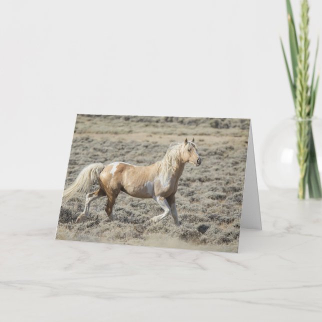 Stallion du Wyoming sauvage, Koda sur une carte bl (Devant)