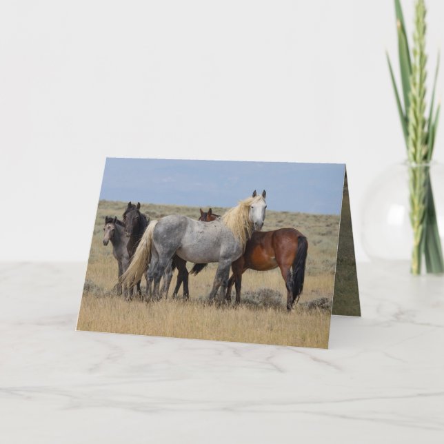 Stallion Gris Sauvage Protège Sa Carte Mares (Devant)