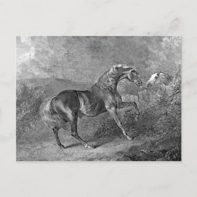 Stallion Horse Vintage Illustration Postcard (Front)