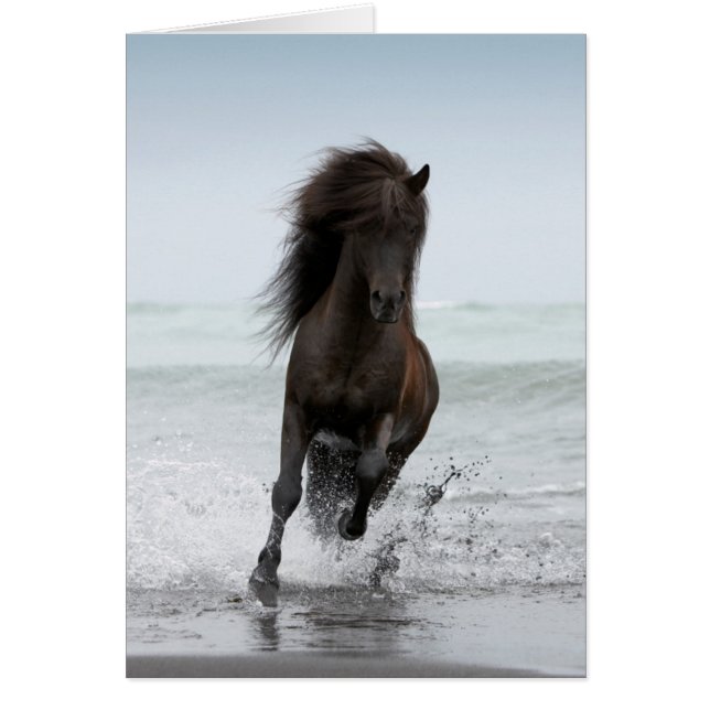 Stallion Running On Beach | North Atlantic (Front)