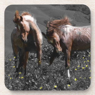 Stallion Spar Coaster