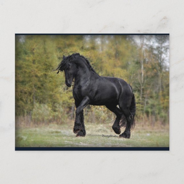 Stallion Strut Postcard (Front)