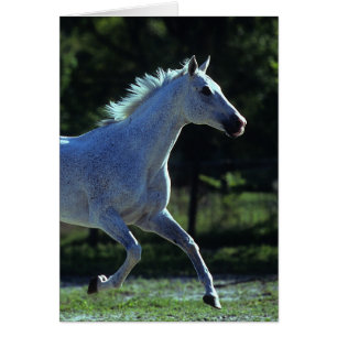 Stallion Thoroughbred Running