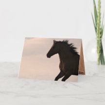 Stallion tourne à Sunrise Wild Horse Carte de voeu