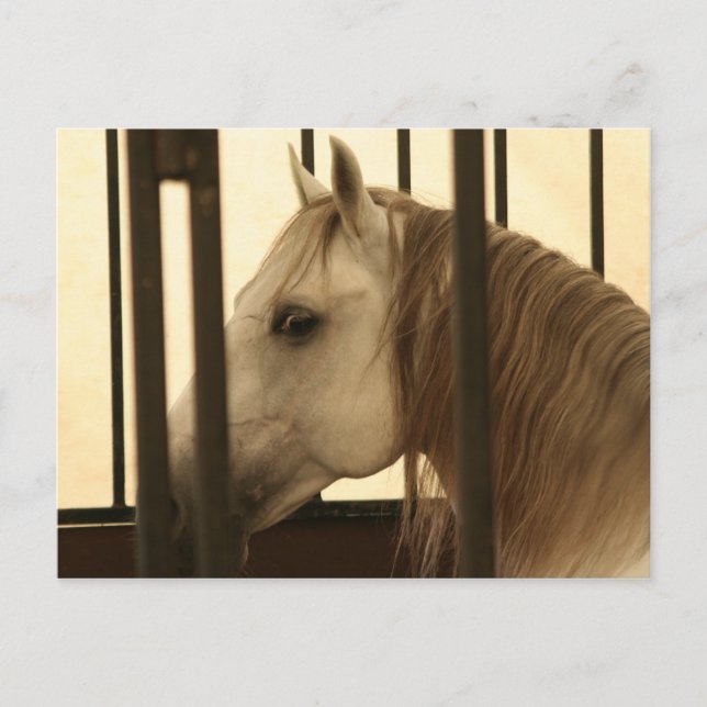 Stallion Watching Postcard (Front)