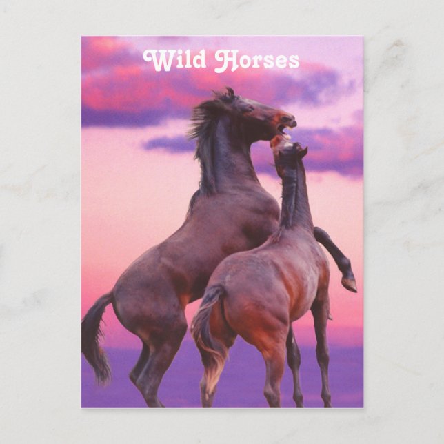 Stallions Jouer Carte Postale (Devant)