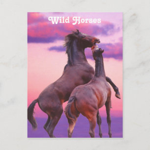 Stallions Playing Postcard