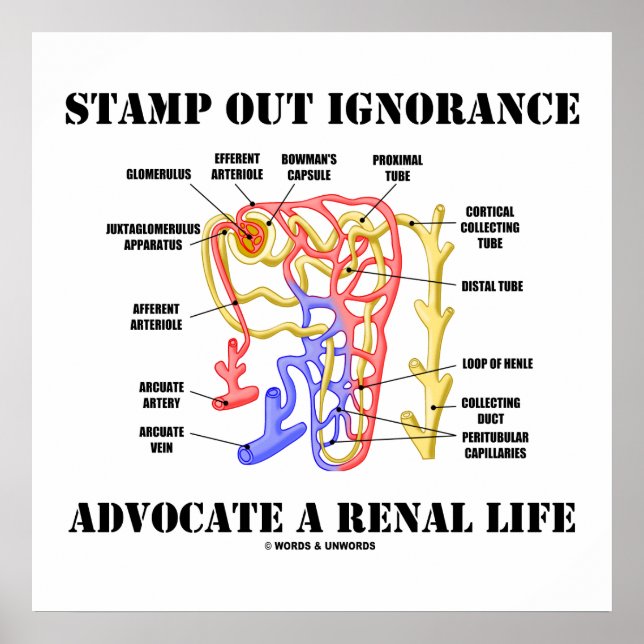 Stamp Out Ignorance Advocate A Renal Life Nephron Poster (Front)