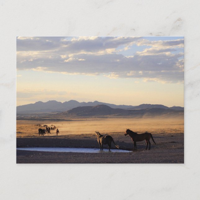 Stampede Postcard (Front)