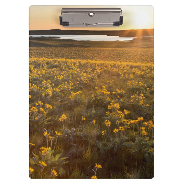Stand Of Arrowleaf Balsamroot Wildflowers Clipboard (Front)