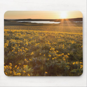 Stand Of Arrowleaf Balsamroot Wildflowers Mouse Pad