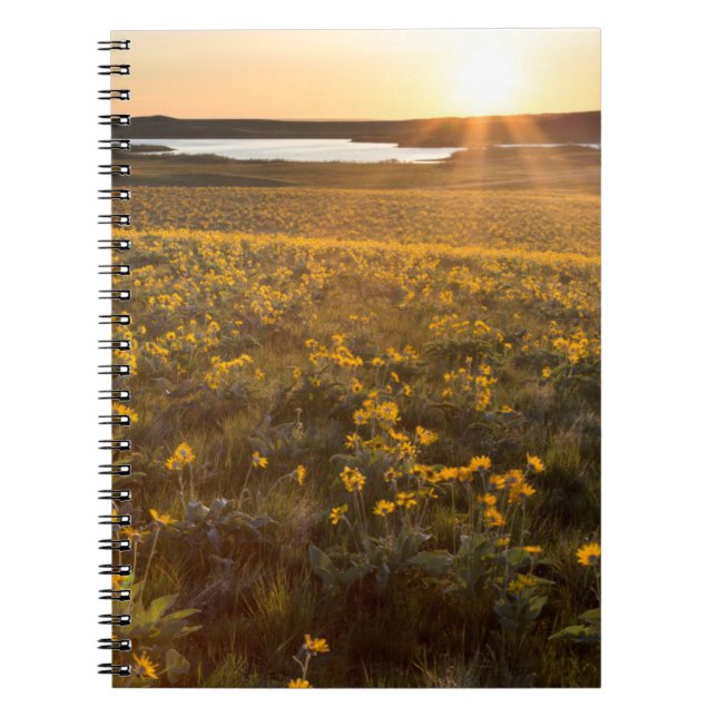 Stand Of Arrowleaf Balsamroot Wildflowers Notebook (Front)