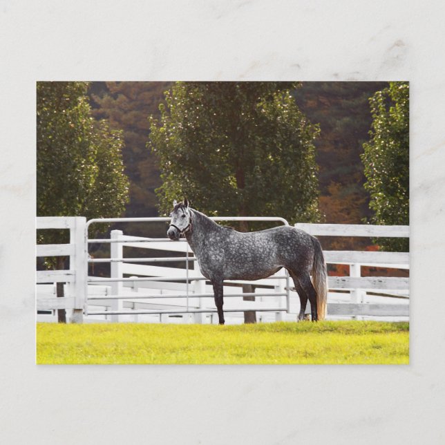 Stand Proud Postcard (Front)