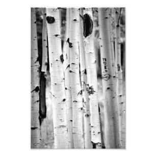 Stand tall Aspen's Photo Print