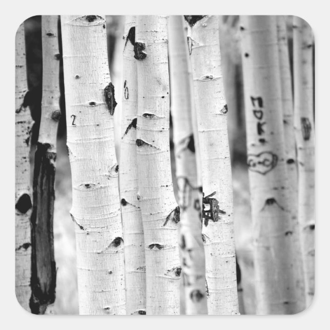 Stand tall Aspens Square Sticker (Front)