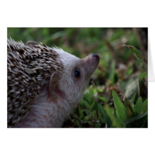 standard hedgehog card