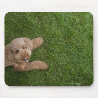 standard poodle 2 mouse pad