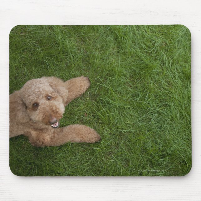 standard poodle 2 mouse pad (Front)