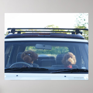 standard poodle 4 poster