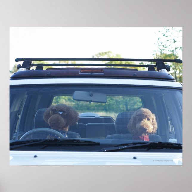 standard poodle 4 poster (Front)