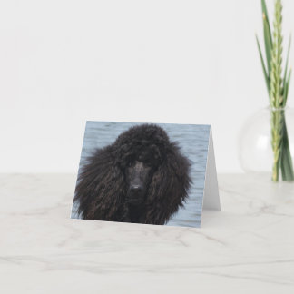 Standard Poodle at the Beach Card