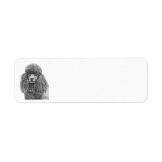 Standard Poodle Charcoal Sketch