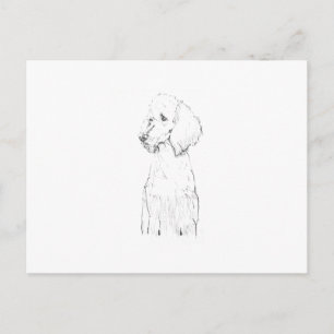 Standard Poodle Dog Illustration  Postcard