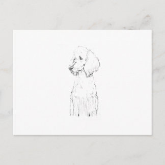 Standard Poodle Dog Illustration Postcard