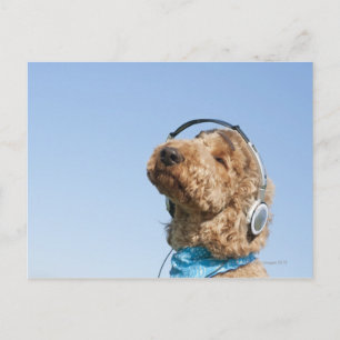 Standard Poodle Postcard