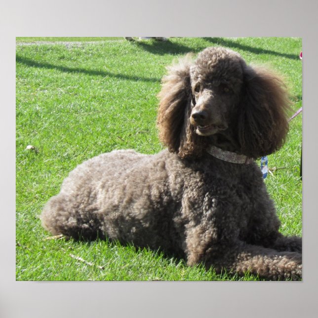 Standard Poodle Poster (Front)