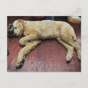 Standard Poodle Sleeping on Floor Postcard