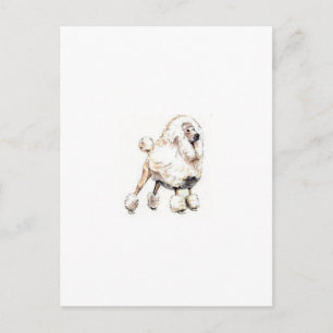 Standard Poodle White Postcard