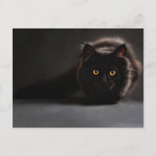 Standard Postcard