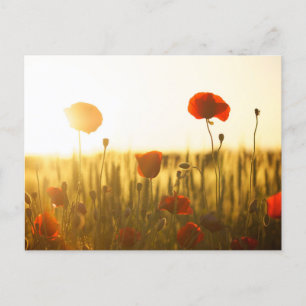 Standard Postcard