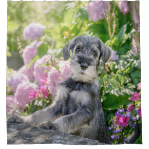 Standard Schnauzer Puppy in a Flowering Garden -