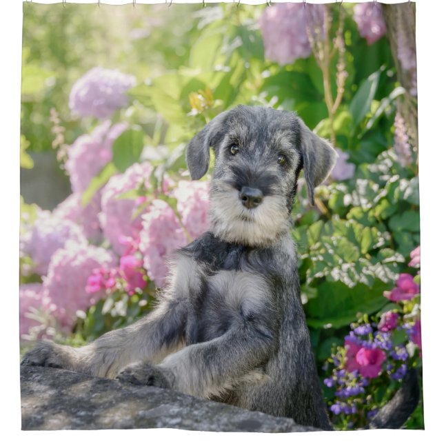 Standard Schnauzer Puppy in a Flowering Garden - (Front)