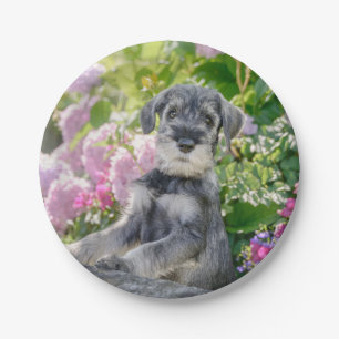 Standard Schnauzer Puppy in a Flowering Garden Paper Plate