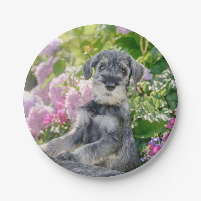Standard Schnauzer Puppy in a Flowering Garden Paper Plate (Front)